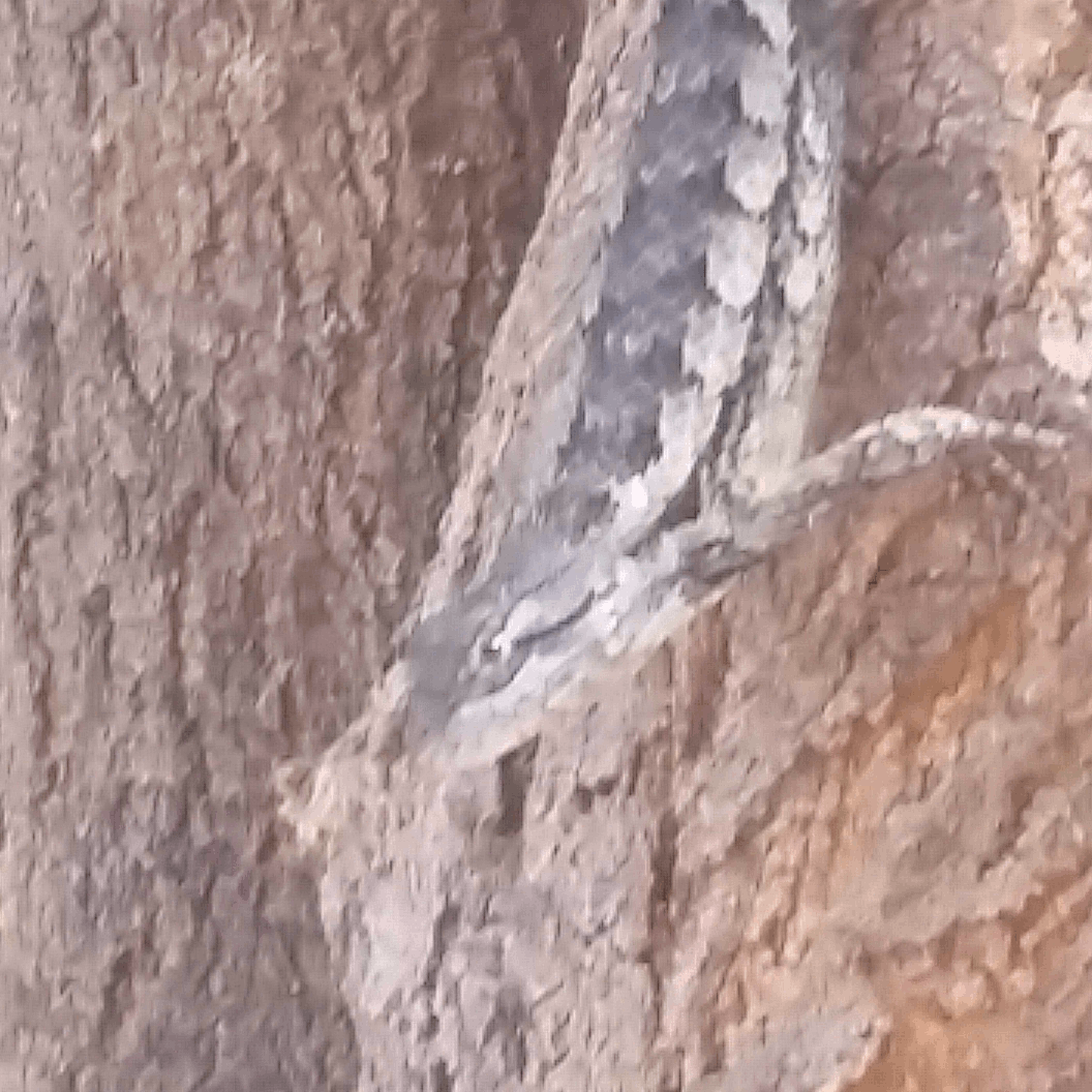 A heavily compressed and cropped image of a Texas spiny lizard
